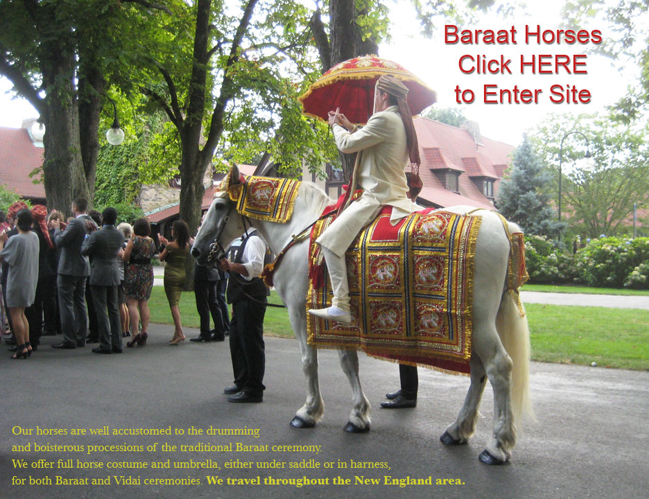 Baraat Horses