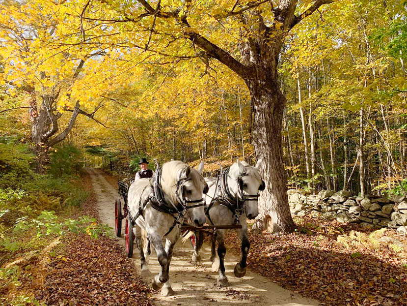 Autumn carriage and horses